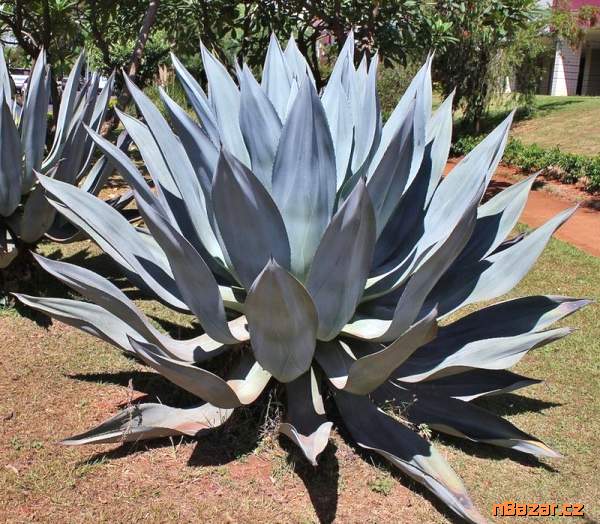 sazenice Agave americana – Agáve obecná