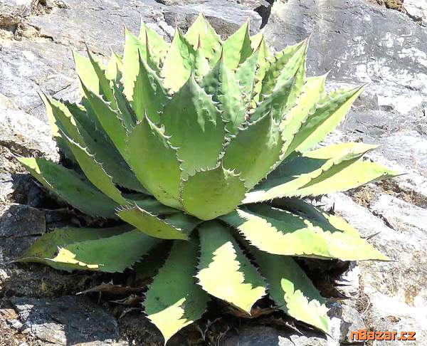 sazenice Agave cupreata