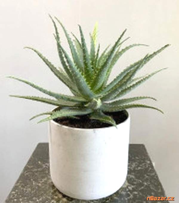sazenice Aloe vera – aloe pravá