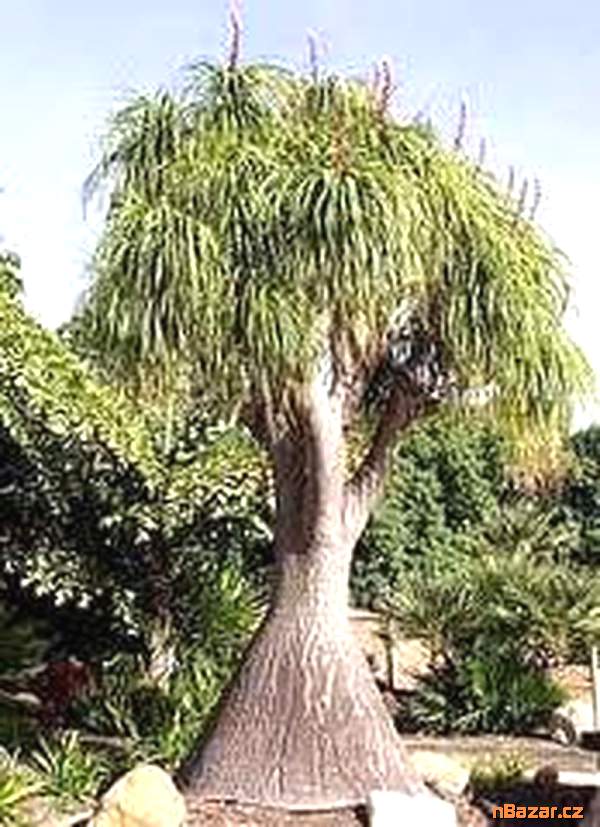 sazenice Beaucarnea guatemalensis - sloní noha