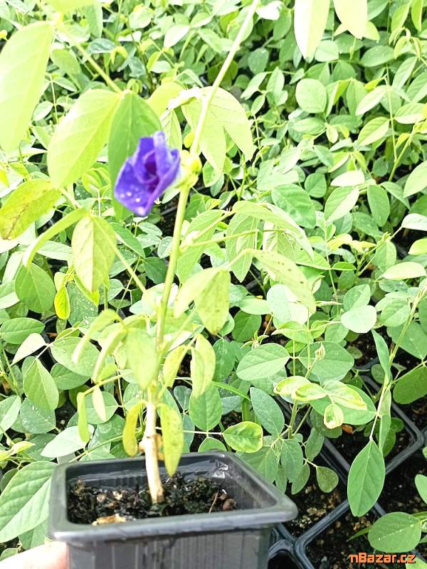 sazenice Clitoria Ternatea v květu