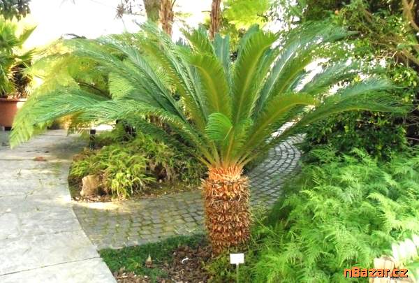 sazenice Cycas revoluta - cykas japonský