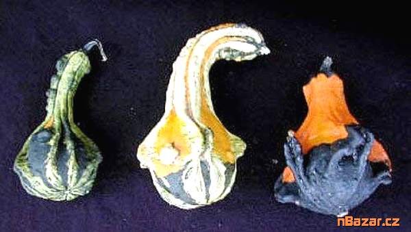 Tykev okrasná Andělská křídla Tykev okrasná Andělská křídla