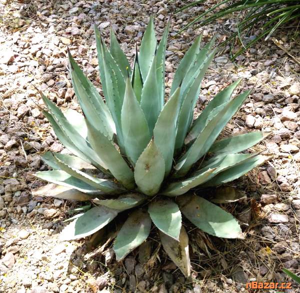 Agave Havardiana - semena