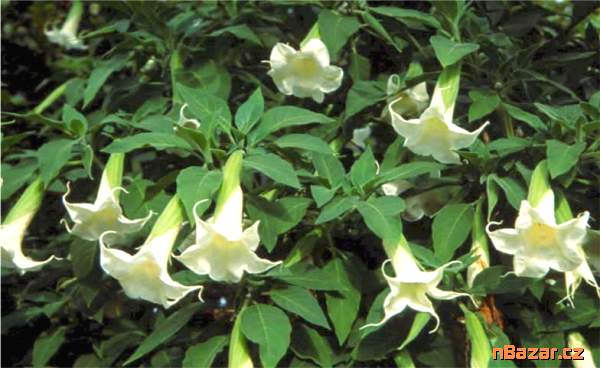 řízek Brugmansia Arborea - Andělská trumpeta