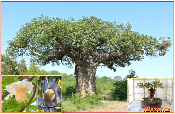 sazenice  Baobab 