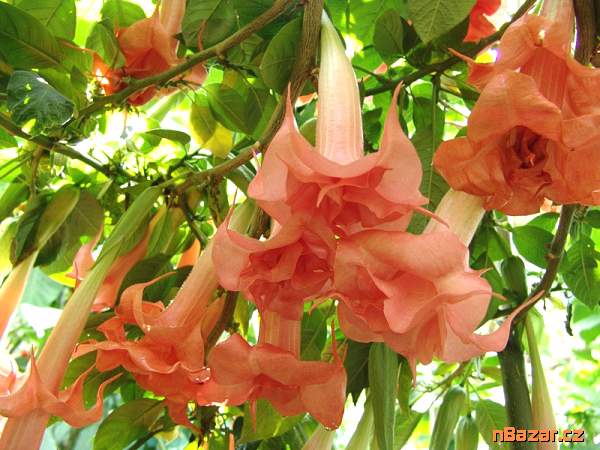 sazenice Brugmansia Salmon perfektion