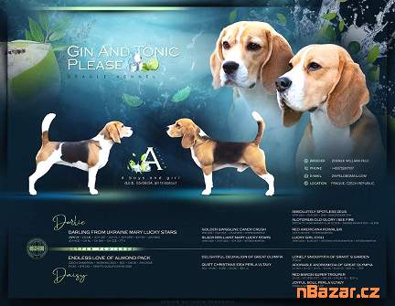 Štěňátka - bigl Štěňátka - bigl