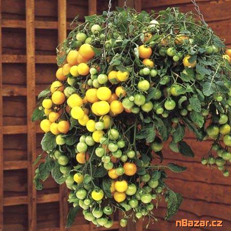 Rajče Tumbling Tom Yellow - SEMENA