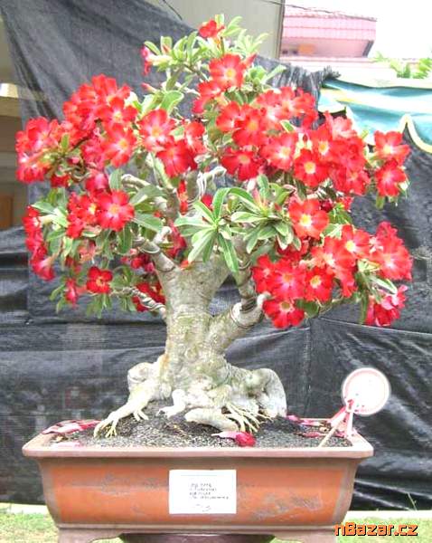sazenice Adenium Obesum 