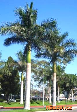 sazenice Roystonea regia - Královská palma