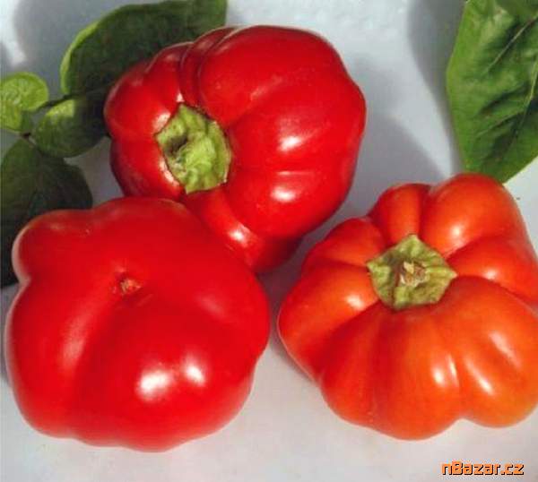 semena paprika Dumas