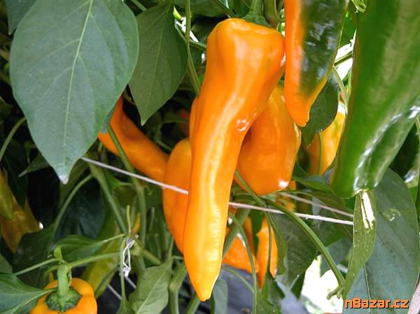 semena paprika kapie Ornela