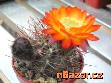 semena kaktus Acanthocalycium aurantiacum R148