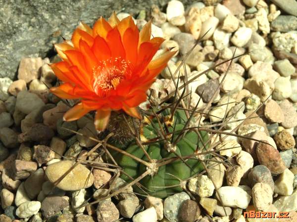 semena kaktus Acanthocalycium munitum WR 772 