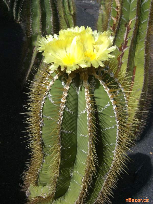semena kaktus Astrophytum ornatum