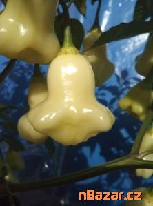 Chilli Aji white fantasy - semena