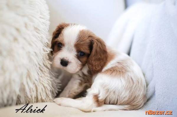 Štěňata Kavalír King Charles španěl s PP Štěňata Kavalír King Charles španěl s PP