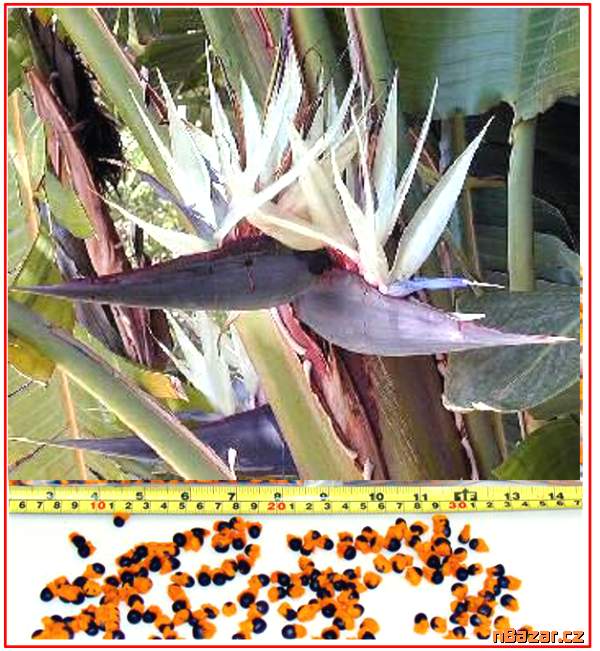 Bílá Strelitzia Nicolai - Strelície natalská - SE