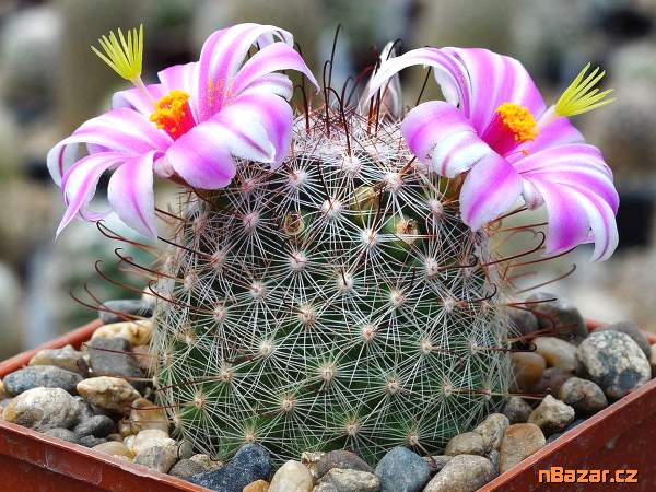 Kaktus Mammillaria microcarpa - semena Kaktus Mammillaria microcarpa - semena