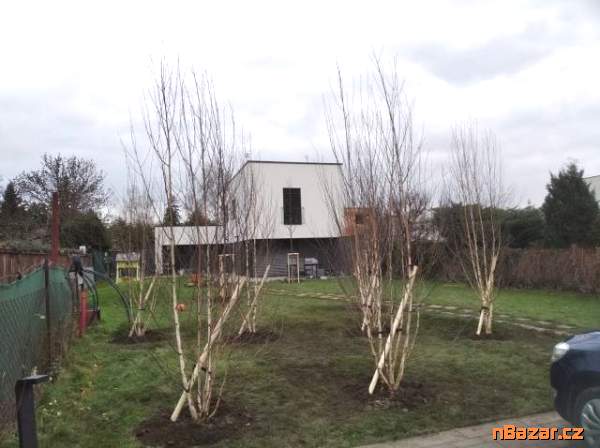 Prodej vzrostlých dřevin - celá ČR Prodej vzrostlých dřevin - celá ČR