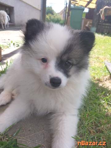 Německý špic střední strakoš s PP FCI