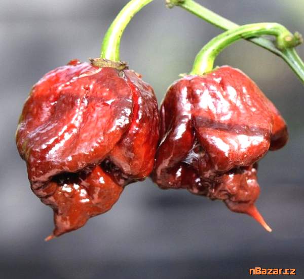 Chilli Carolina Reaper Chocolate - semena Chilli Carolina Reaper Chocolate - semena
