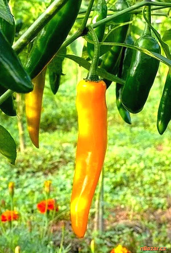 Chilli Cayenne orange - Kajenský oranžový - semen Chilli Cayenne orange - Kajenský oranžový - semen