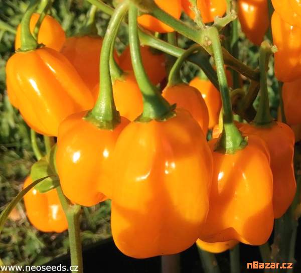 Chilli Golden Cayenne Pepper - semena Chilli Golden Cayenne Pepper - semena