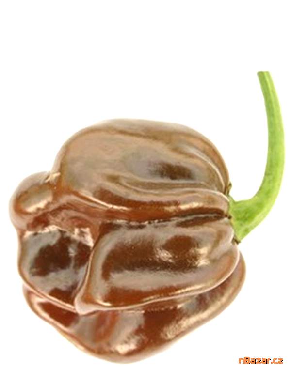 Chilli Habanero Chocolate - semena Chilli Habanero Chocolate - semena