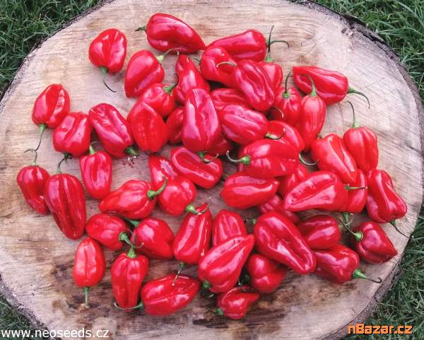 Chilli Habanero Red - semena Chilli Habanero Red - semena