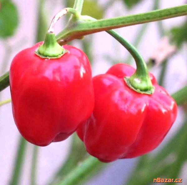 Chilli Habanero Red Caribbean - semena Chilli Habanero Red Caribbean - semena