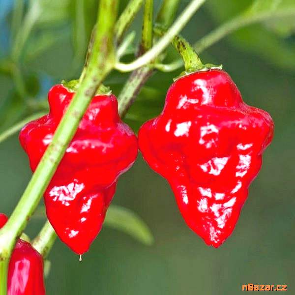 Chilli Habanero Tasmanian red - semena Chilli Habanero Tasmanian red - semena
