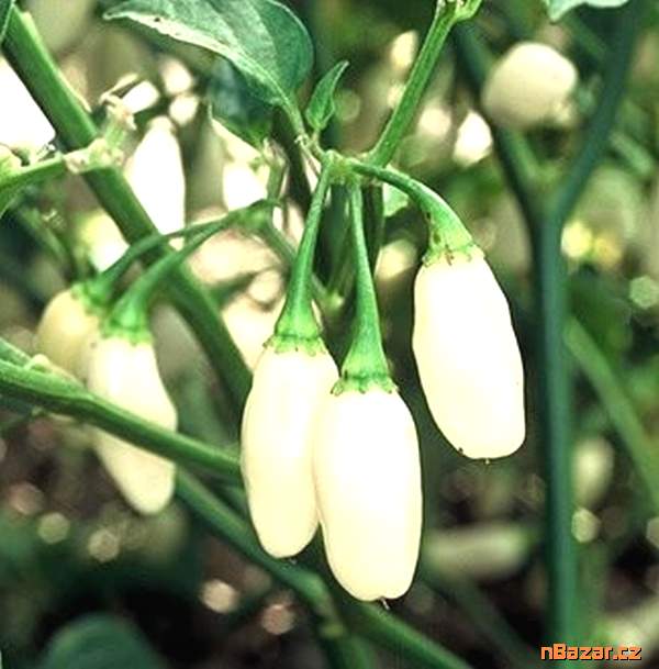 Chilli Habanero White superpálivá - semena Chilli Habanero White superpálivá - semena
