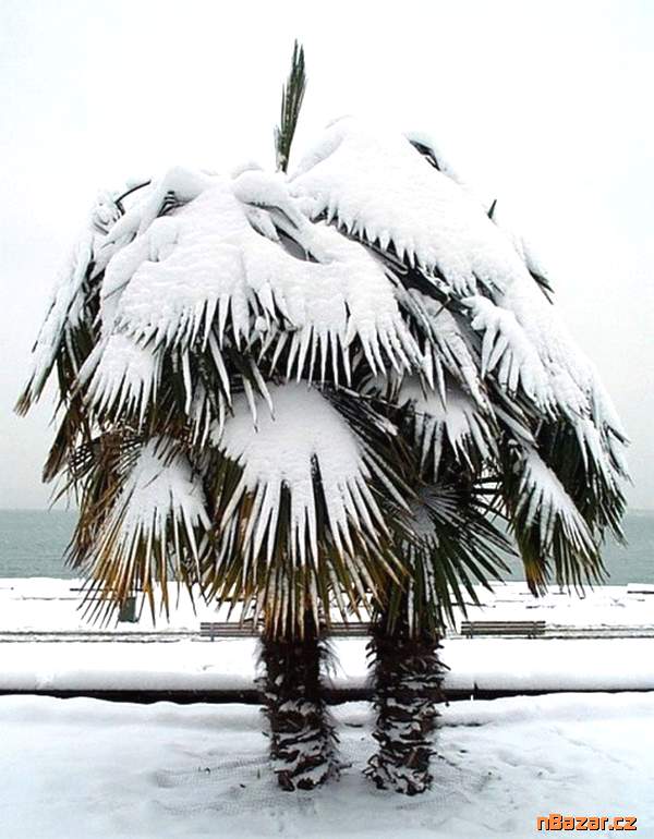 Sazenice palma Trachycarpus fortunei 1-2 první li