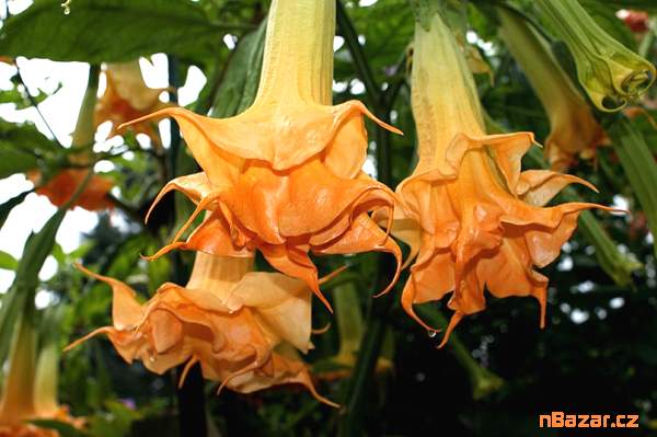 Řízek Brugmansia Angels Amber Queen - Andělská tr Řízek Brugmansia Angels Amber Queen - Andělská tr