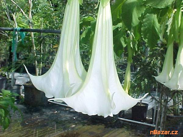 Řízek Brugmansia Arborea - Andělská trumpeta Řízek Brugmansia Arborea - Andělská trumpeta