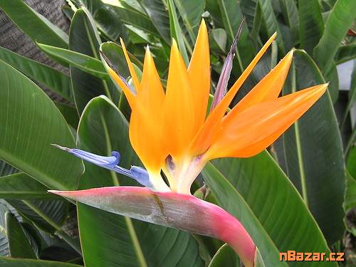 Sazenice Strelitzia reginae