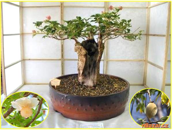 sazenice  Baobab 