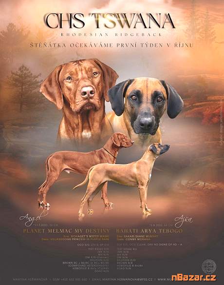 Prodám štěňata Rhodéský ridgeback s PP