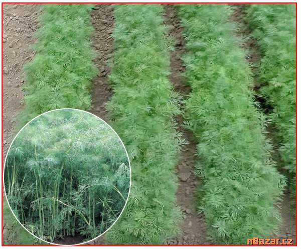 Kopr vonný Hanák - semena Kopr vonný Hanák - semena