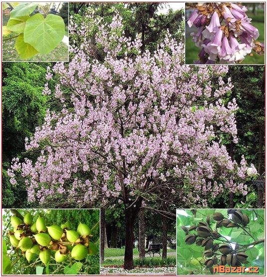 Paulownia Tomentosa- SEMENA