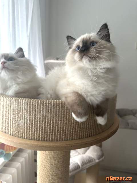 Koťátka ragdoll s průkazem původu Koťátka ragdoll s průkazem původu