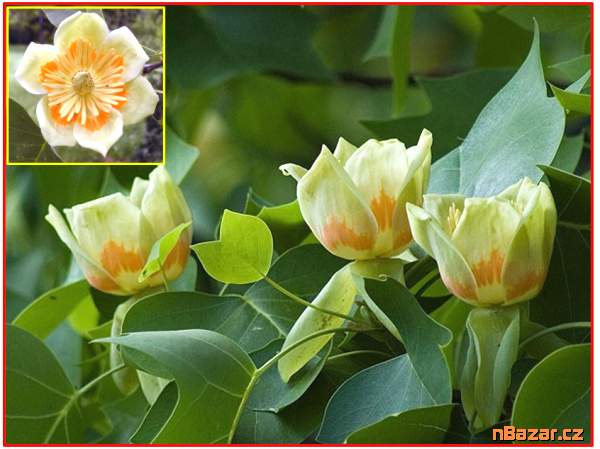 Liriodendron tulipifera - semena