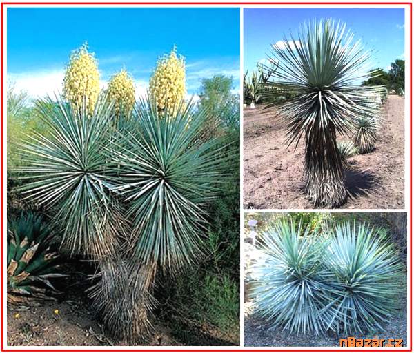 Yucca Rigida - semena