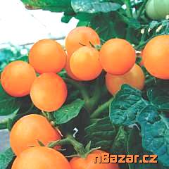 Rajče Venus Truhlíkové vzpřímené - SEMENA