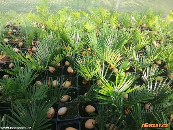 Sazenice Cycas revoluta-cykas japonský