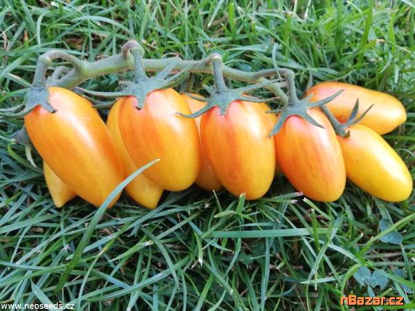 Rajče Artisan Blush tiger - semena