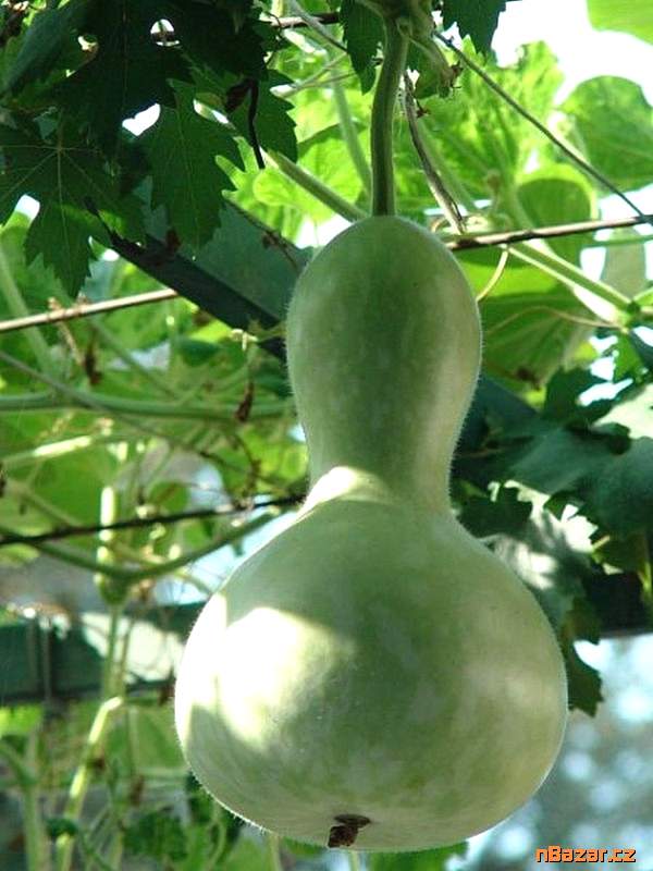 Tykev Lagenárie Birdhouse bottle - semena Tykev Lagenárie Birdhouse bottle - semena