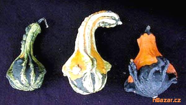 Tykev okrasná - Andělská křídla - semena